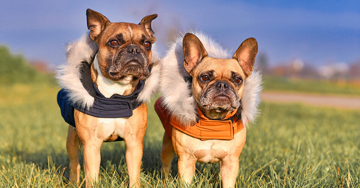 Product Variation Compliance - two French Bulldogs wearing matching vests, one in blue, one in orange