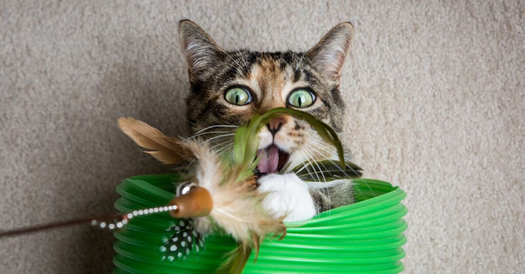 Pet brands distribution and authorized seller programs - cat playing with feather toy